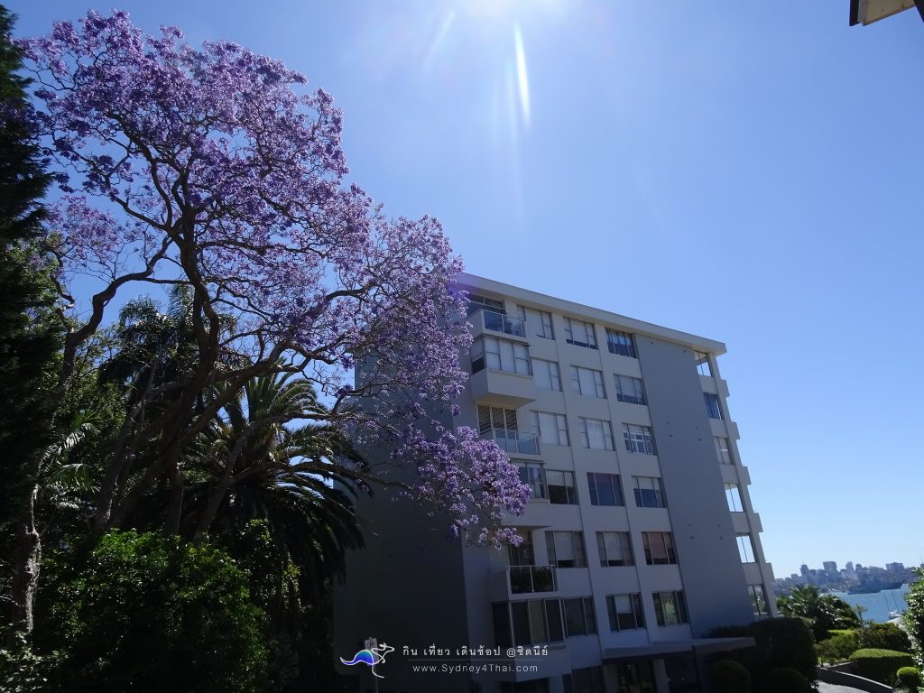 Jacaranda tree SYDNEY 001