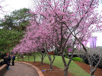 10 สถานที่ท่องเที่ยวซิดนีย์ ฤดูใบไม้ผลิ Japaneses Garden