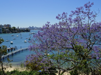 10 สถานที่ท่องเที่ยวซิดนีย์ ฤดูใบไม้ผลิ Jacaranda Murray Rose Pool, Double Bay