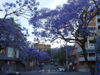 10 สถานที่ท่องเที่ยวซิดนีย์ ฤดูใบไม้ผลิ Jacaranda 