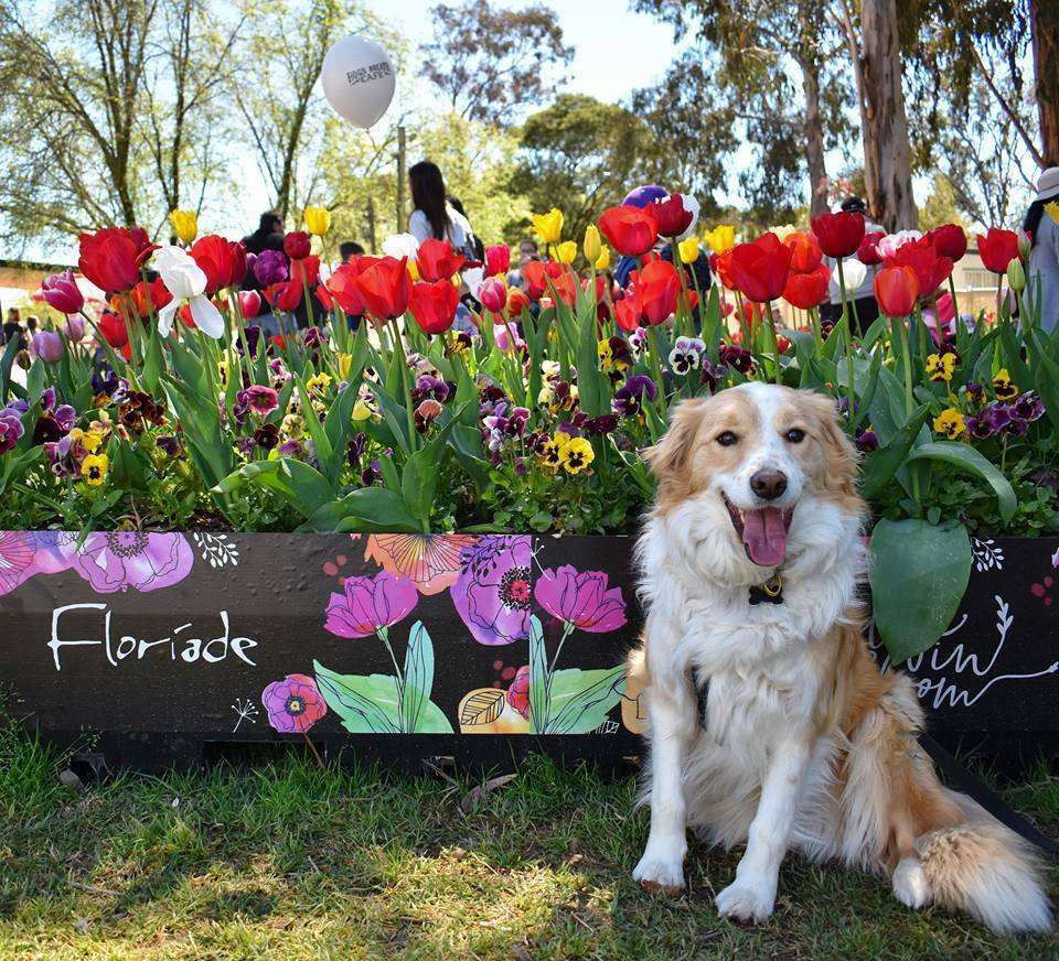 เทศกาลดอกไม้ Floriade Festival พาเที่ยว Canberra 002