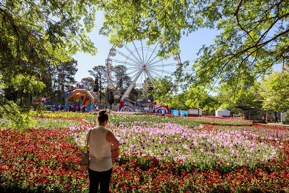 เทศกาลดอกไม้ Floriade Festival พาเที่ยว Canberra 001